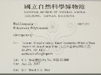 膠孔菌屬藏品圖，第2張