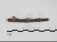 膠孔菌屬藏品圖，第1張