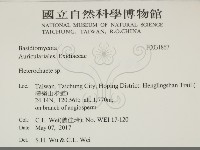 刺皮菌屬藏品圖，第2張