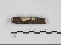 刺皮菌屬藏品圖，第1張