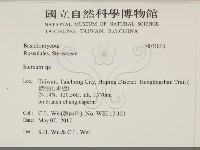 韌革菌屬藏品圖，第2張