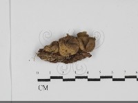 登錄號:F0031872藏品圖，第1張