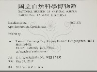 射脈菌屬藏品圖，第2張