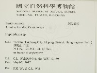 絲皮菌屬藏品圖，第2張