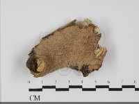 登錄號:F0031891藏品圖，第1張
