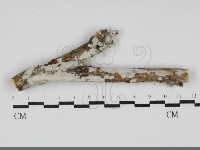 登錄號:F0031903藏品圖，第1張