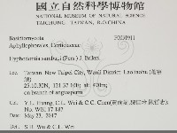 冇骨消絲齒菌藏品圖，第2張