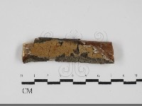 刺革菌屬藏品圖，第1張