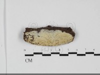 登錄號:F0031936藏品圖，第1張