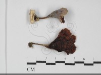 登錄號:F0031942藏品圖，第1張