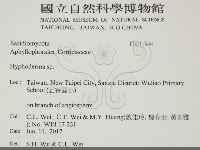 絲皮菌屬藏品圖，第2張