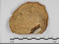 優雅波邊革菌藏品圖，第3張