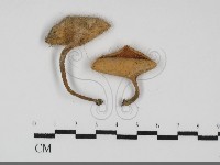 登錄號:F0031951藏品圖，第1張