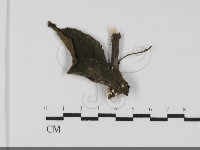登錄號:F0031952藏品圖，第1張