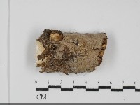 登錄號:F0031955藏品圖，第1張