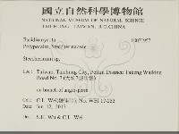 齒耳菌屬藏品圖，第2張