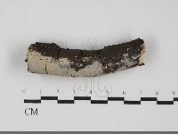 刺皮菌屬藏品圖，第1張