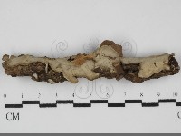 登錄號:F0031961藏品圖，第1張