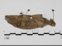 登錄號:F0031973藏品圖，第1張