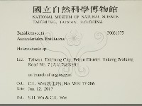 刺皮菌屬藏品圖，第2張