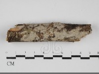 刺皮菌屬藏品圖，第1張