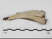 登錄號:F0031981藏品圖，第1張