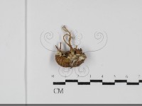 登錄號:F0031984藏品圖，第1張