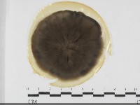 登錄號:F0031986藏品圖，第1張