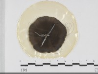 登錄號:F0031987藏品圖，第1張