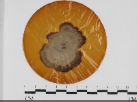 登錄號:F0031994藏品圖，第1張