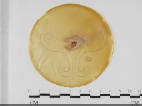 登錄號:F0031996藏品圖，第1張