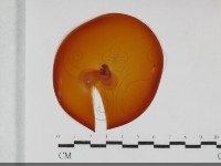 登錄號:F0032003藏品圖，第1張