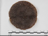 登錄號:F0032005藏品圖，第1張