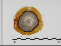 登錄號:F0032006藏品圖，第1張