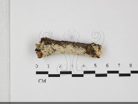 登錄號:F0032006藏品圖，第4張