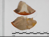 登錄號:F0032007藏品圖，第1張