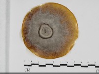 登錄號:F0032011藏品圖，第1張