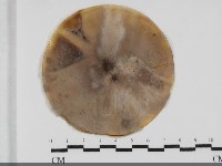 登錄號:F0032016藏品圖，第1張