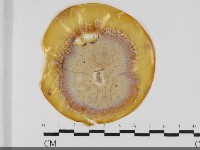 登錄號:F0032020藏品圖，第1張