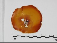 登錄號:F0032023藏品圖，第1張