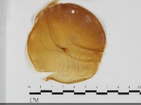 登錄號:F0032032藏品圖，第1張