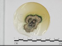 登錄號:F0032033藏品圖，第1張