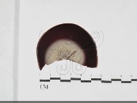 登錄號:F0032034藏品圖，第1張