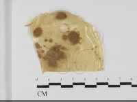 登錄號:F0032035藏品圖，第1張