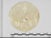 登錄號:F0032039藏品圖，第1張