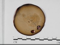 登錄號:F0032040藏品圖，第1張