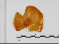 登錄號:F0032043藏品圖，第1張