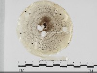 登錄號:F0032045藏品圖，第1張