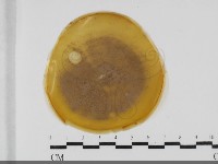 登錄號:F0032049藏品圖，第1張