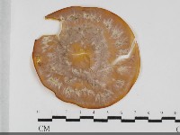 登錄號:F0032051藏品圖，第1張